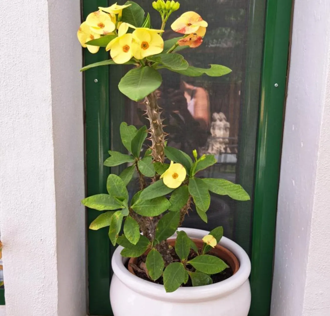 Country house Casa Santana Segura Guest House Tejeda